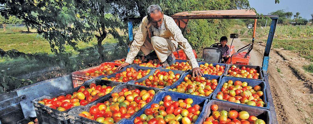 Explainer: Why are Tomato Prices on Fire?